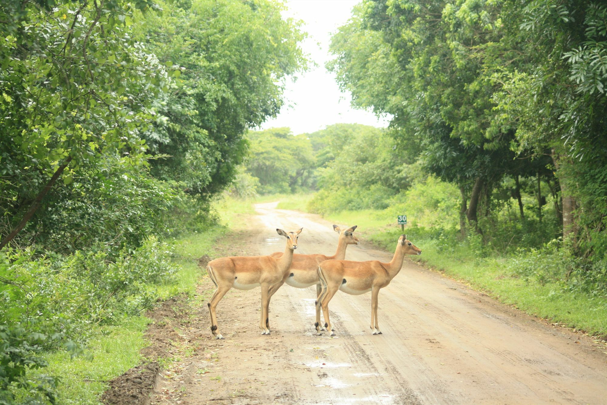 שלושלואי Emdoneni Lodge מראה חיצוני תמונה